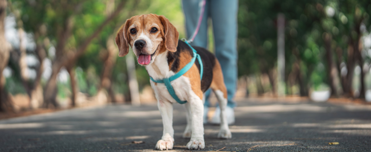 Person walking a beagle on a leash in a park in North Dakota, related to personal injury attorney